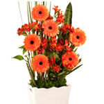 Exclusive arrangement of Gerberas and Alstroemelias decorated with different typ...