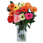Gerbera Daisy is one of the flowers that is on fashion nowadays in Argentina. Im...