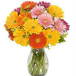  Romantic Gerberas