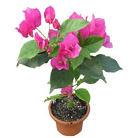 Magical Live Bougainvillea Plant