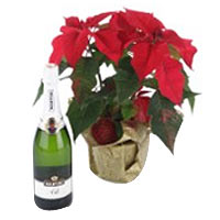 Poinsettia Plant and Sparkling Wine