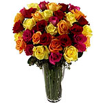 Dramatic 36 Fresh Mixed Roses