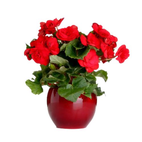 Romantic flower bouquet is a perfect way to expres......  to Jundiai