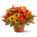 Chrysanthemums in autumnal colors of yellow, bronz......  to flowers_delivery_huntingdon_canada.asp