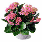 Beauty doesn't have to fade with age - the Kalanch......  to williams lake_florists.asp