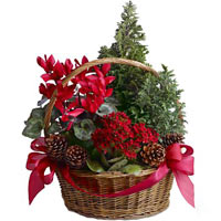 Oh New Year tree, oh New Year tree, your branches ......  to edmonton_florists.asp