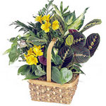 Stems of yellow alstroemeria add sunny color to th......  to moncton_florists.asp