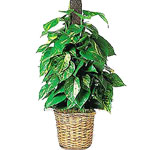 The Ivy Plant is an elegant addition to any room.......  to flowers_delivery_brampton_canada.asp
