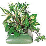 This small dish garden full of beautiful plants ma......  to flowers_delivery_timmins_canada.asp