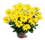 No one can resist the simple beauty of daisies. A ......  to acton vale_florists.asp