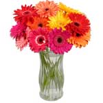 This assortment of 12 Gerbera Daisies.......  to flowers_delivery_moncton_canada.asp