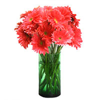 15 pink gerberas arrange in a beautiful glass vase......  to luzhou_florists.asp