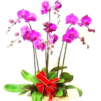 5 stems of purple butterfly orchids in a lovely po......  to xianning_florists.asp