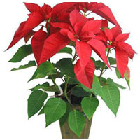 A red New Year put in pot.......  to flowers_delivery_qingyuan_china.asp
