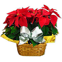 Two red New Year plants combination in a basket. S......  to Huangshi