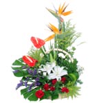 An amazing gift for the amazing people in your lif......  to tongren_florists.asp