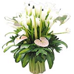 Congratulate your best friends and closer ones on ......  to jiujiang_florists.asp