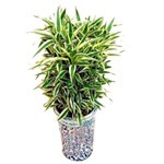 Be happy by sending this Luckiest Bamboo Plant to ......  to flowers_delivery_xianning_china.asp