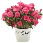A pot of azalea, the pot diameter is about 0.4-0.6......  to yuncheng