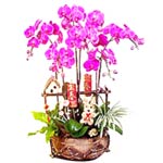 5 stems of purple butterfly orchids, plant in pot,......  to lincang_florists.asp