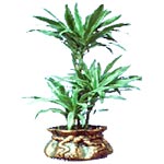 Dracaena (White Stripes)