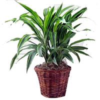 Lemon Lime Dracena