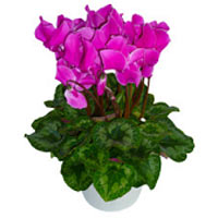 Beautiful Cyclamen