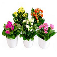 Mix Kalanchoe