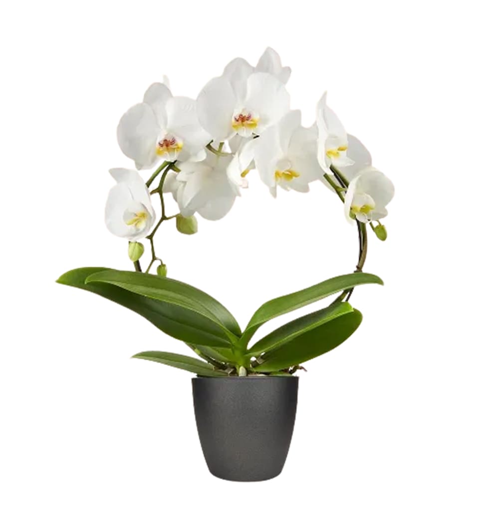 Orchid grows well in indoor conditions. To beautif......  to flowers_delivery_augsburg_germany.asp