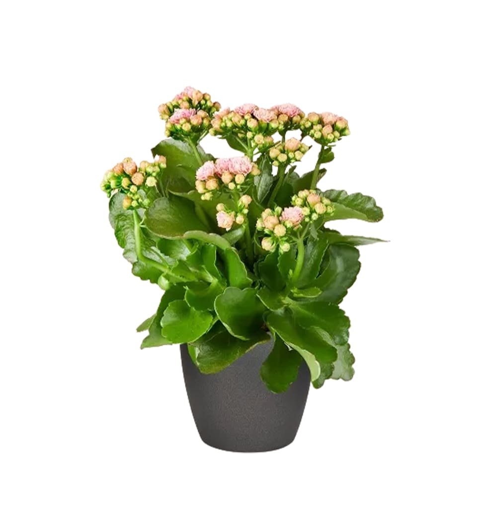 Kalanchoe plants are thick leaved succulents that ......  to Zwickau_germany.asp