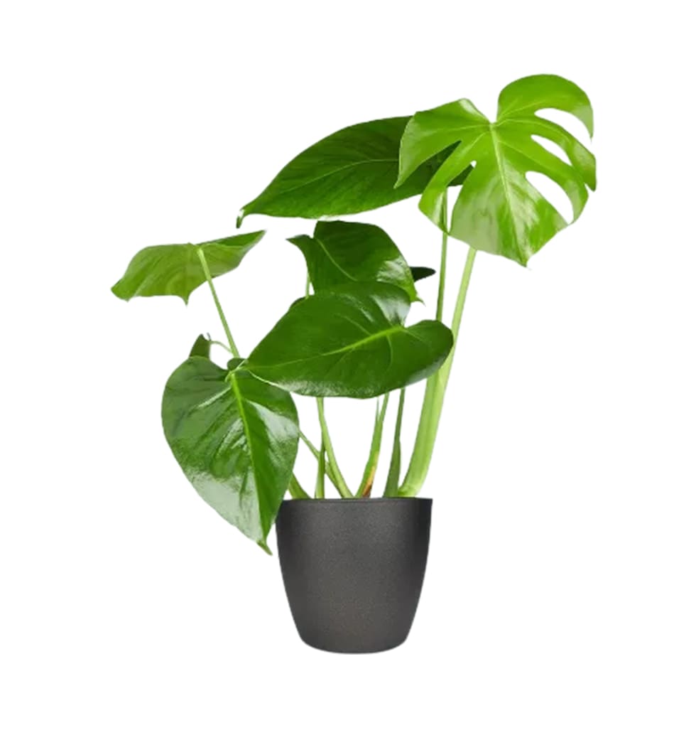 Its likely that the Monstera will be the most popu......  to augsburg_florists.asp