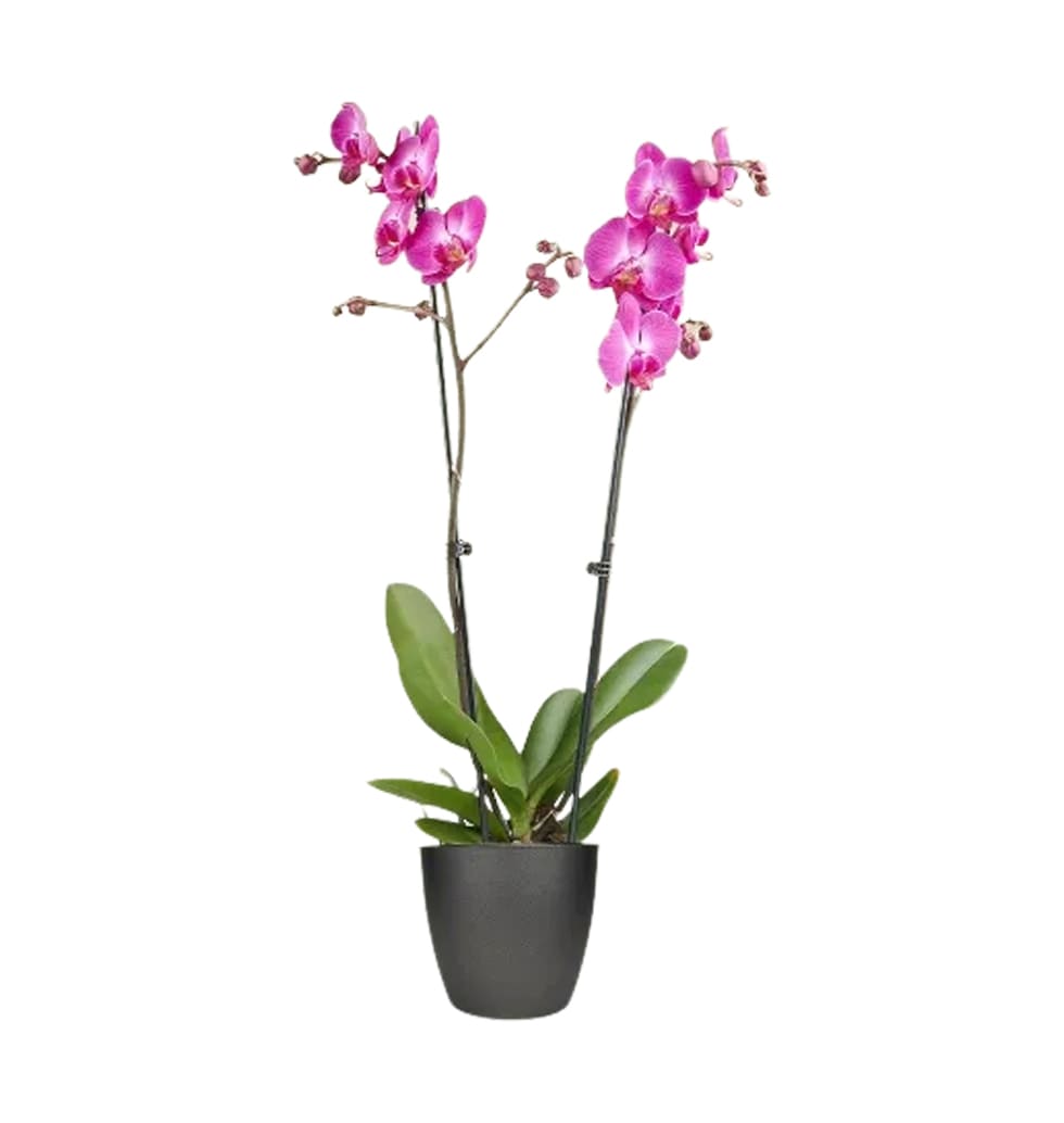 Orchids are enchanted. They convey elegance and re......  to Wuppertal