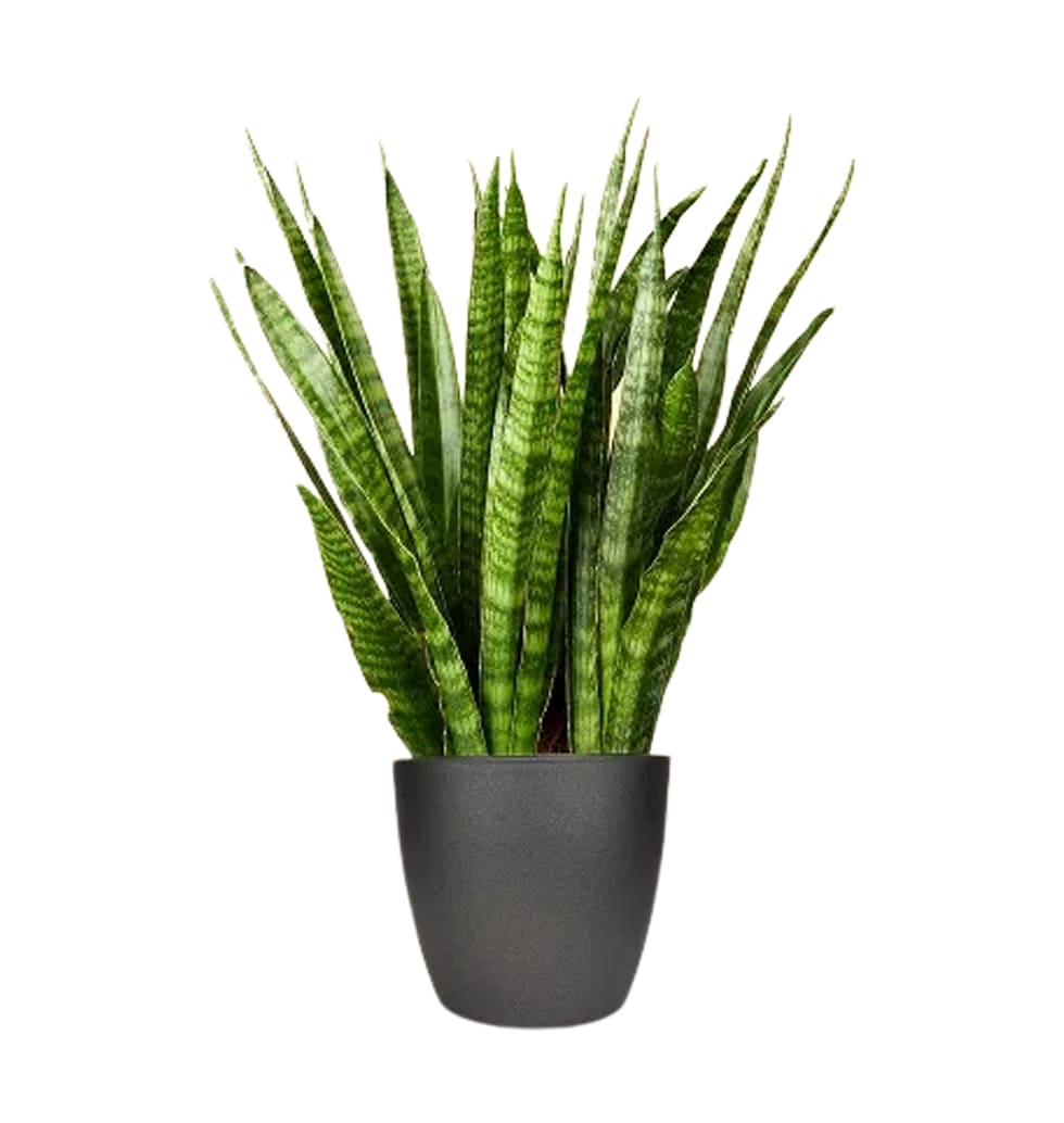 Sansevieria kirkii, found alone in Africa, is a su......  to flowers_delivery_siegen_germany.asp