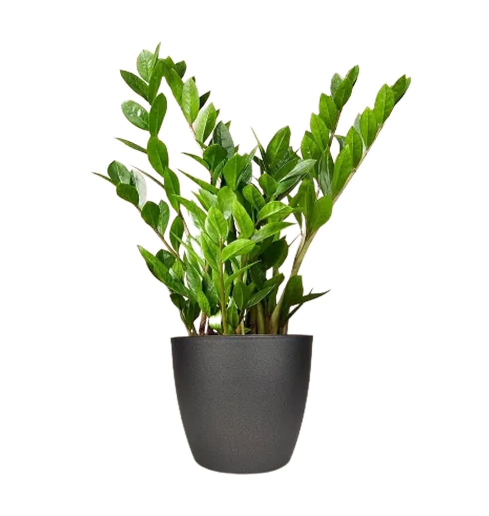 The Zamioculcas is a rhizome plant thats a real jo......  to constance_germany.asp