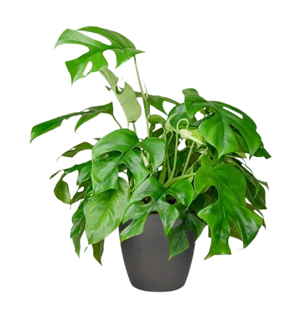 This unique, easy-care houseplant can be hard to f......  to Bingen