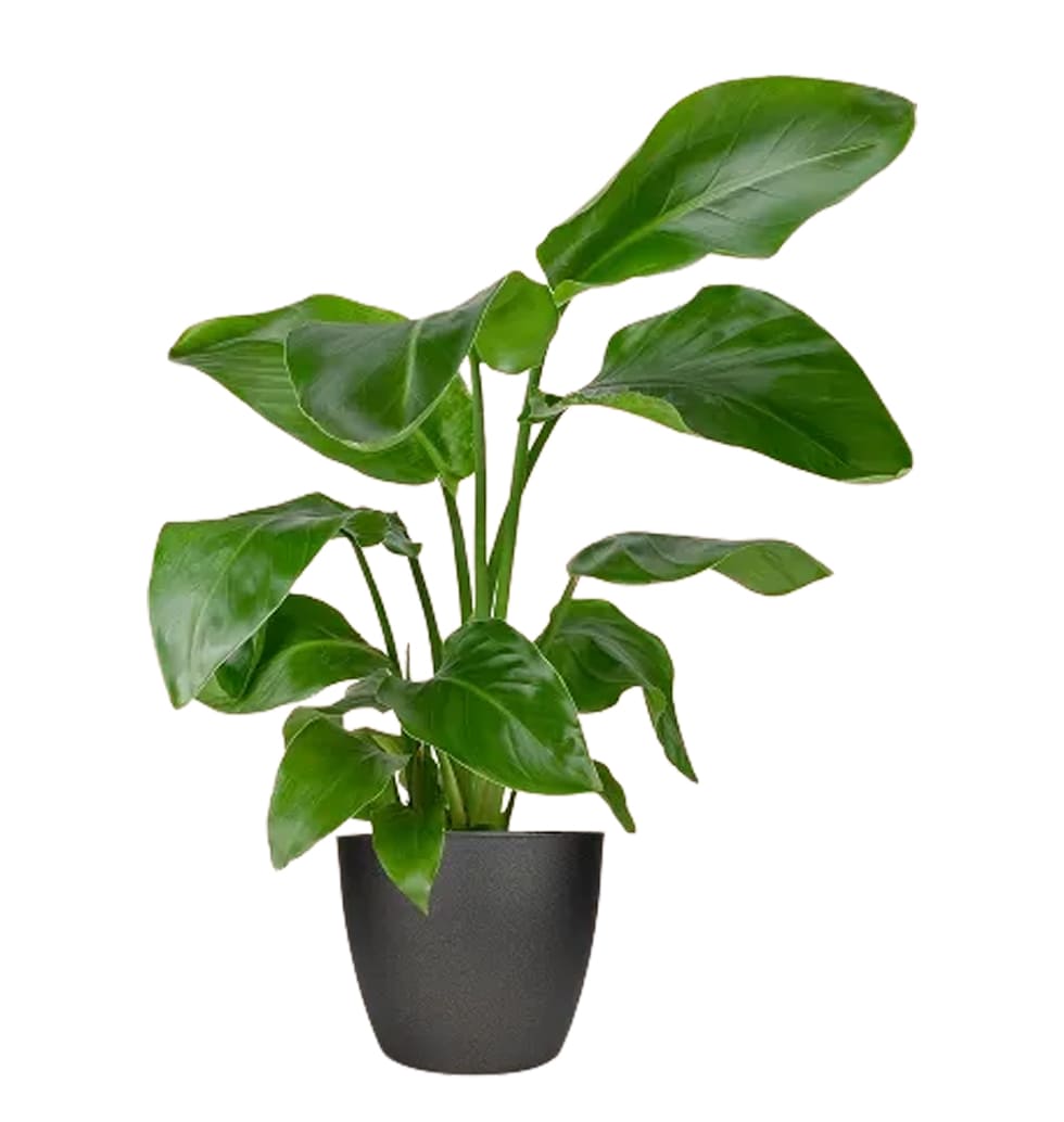 For a striking, upright plant for a bright light l......  to Wuppertal_germany.asp