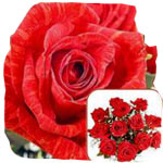 Includes one dozen extra long stemmed Red Roses accented with Baby's Breath. Flo...