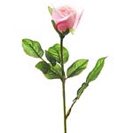 Single Pink Rose