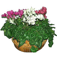 Cyclamen Plant Mmixture