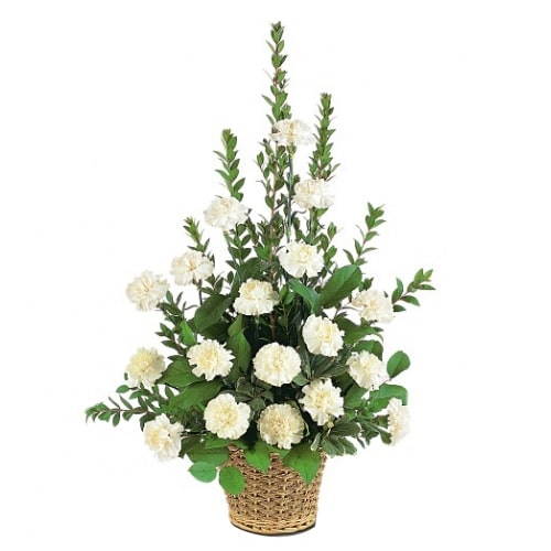 A classic gift, this Blushing Beauty of White Carnations makes any celebration m...