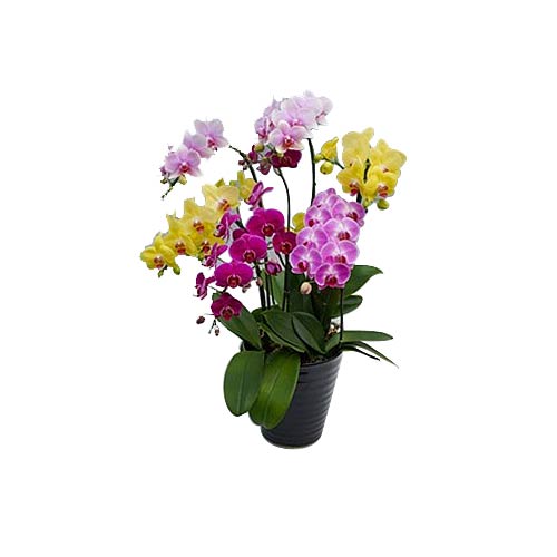 Order online for your loved ones this Delicate Dc......  to hidaka_florists.asp
