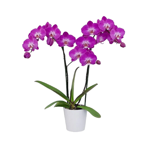 Just click and send these Beautiful Purple Flowers......  to hiroshima_florists.asp
