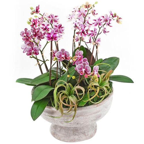 Gift someone you love this Enchanting Orchids of M......  to flowers_delivery_hidaka_japan.asp