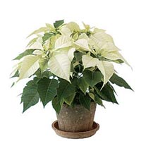 White Poinsettiaep://