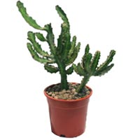 Cactus<style>.a74j{p