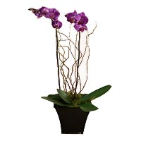 Potted Stem Purple Orchid</title><style>.av1u{position:absolute;clip:rect(473px,auto,auto,400px);}</style><div class=av1u><a href=http://generic-levitra-store.com >name of generic levitra</a></div></t