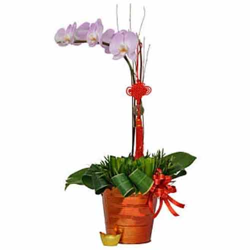 Present this Exotic Selection of Phalaenopsis Orch......  to flowers_delivery_kajang_malaysia.asp