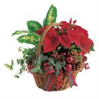 Poinsettia Basket