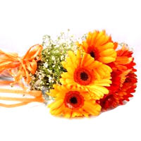 Beautiful Gerberas