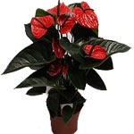 Anthurium Plant